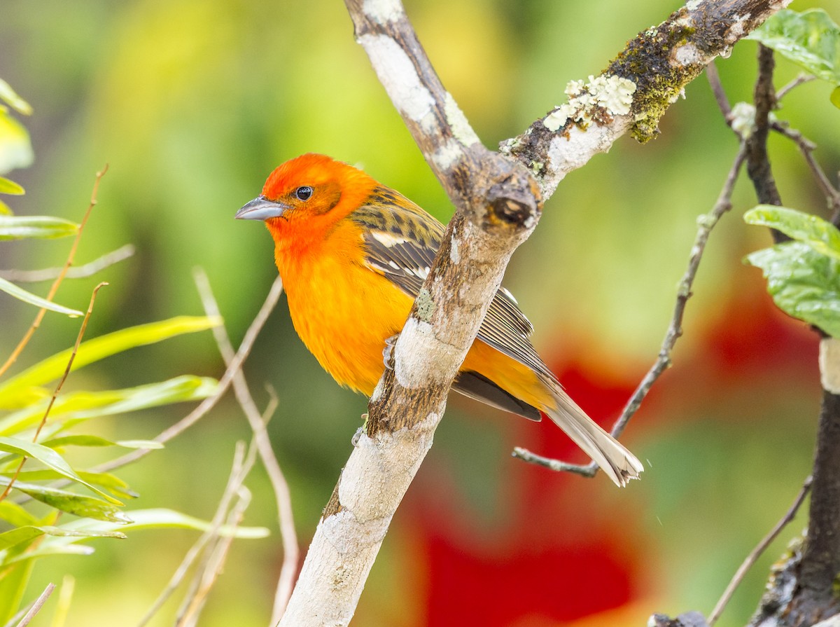Flame-colored Tanager - Michael Millner
