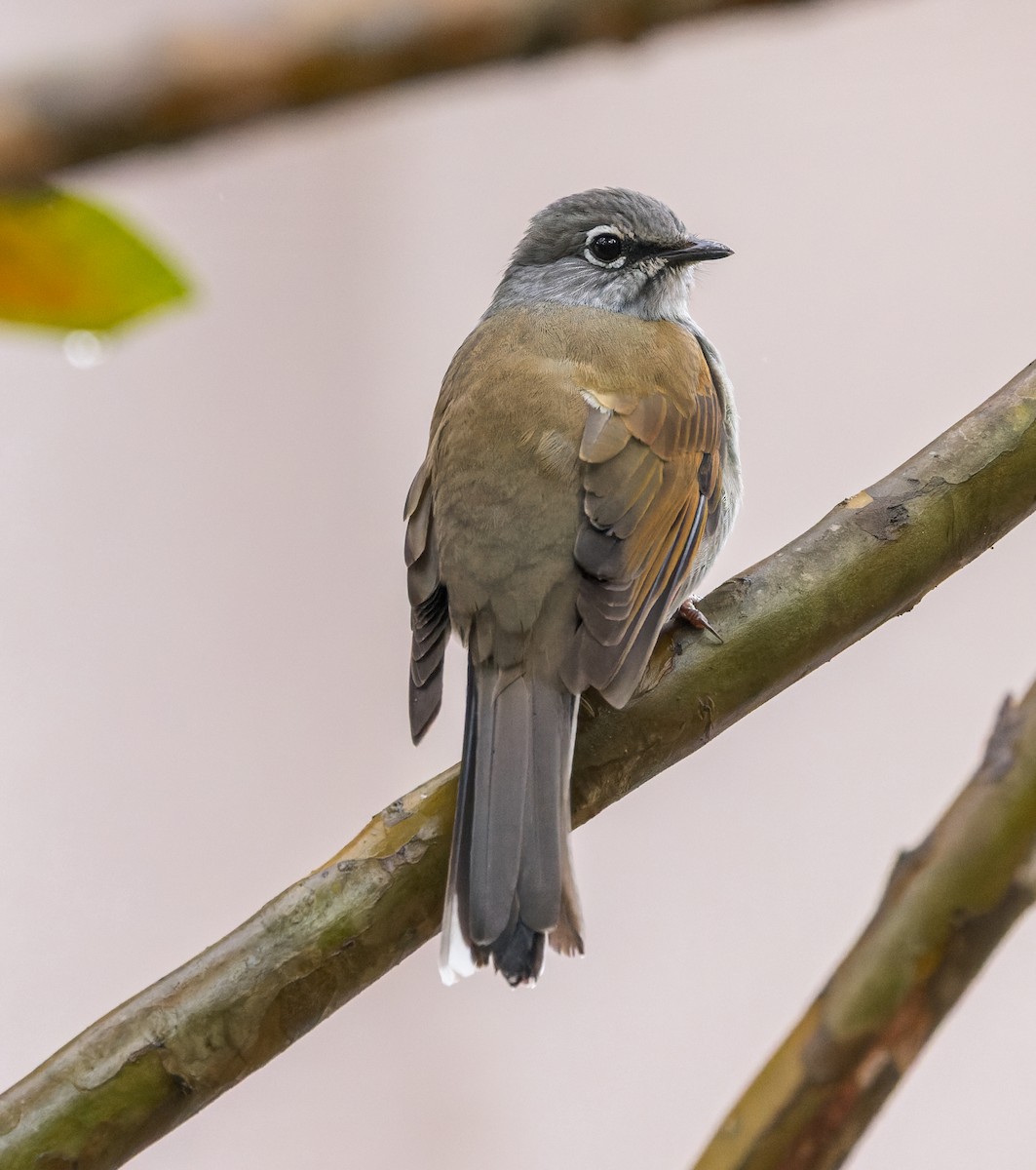Brown-backed Solitaire - ML615257116