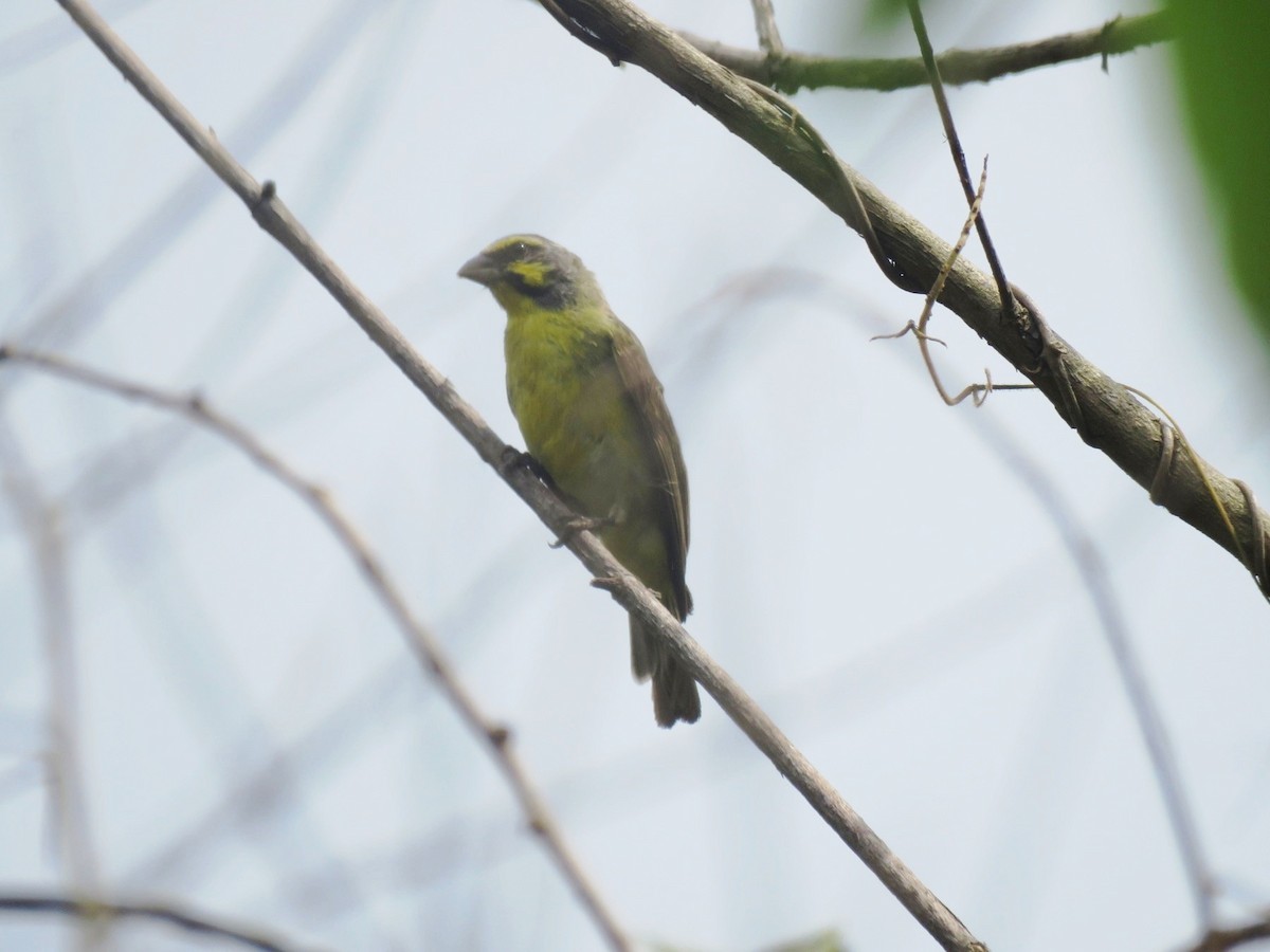 Yellow-fronted Canary - ML615257144