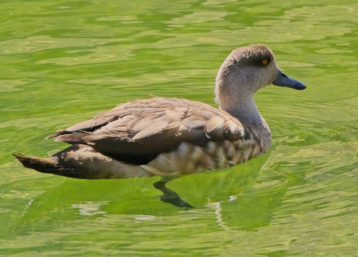 Crested Duck - ML615257160