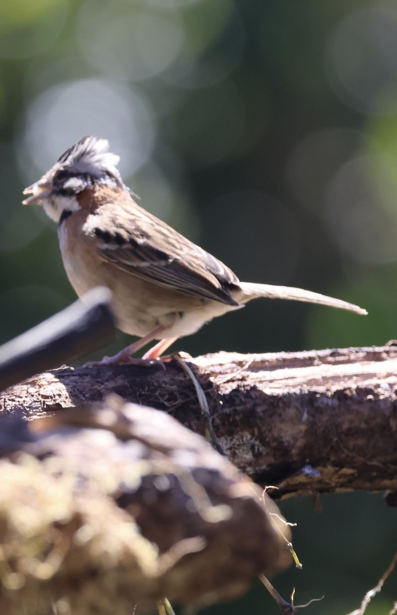 Rufous-collared Sparrow - ML615257393