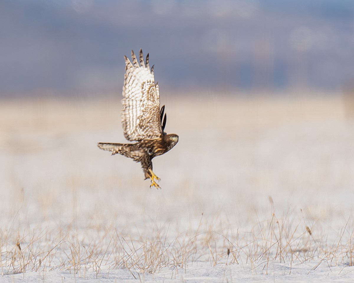 Red-tailed Hawk (Harlan's) - ML615257477