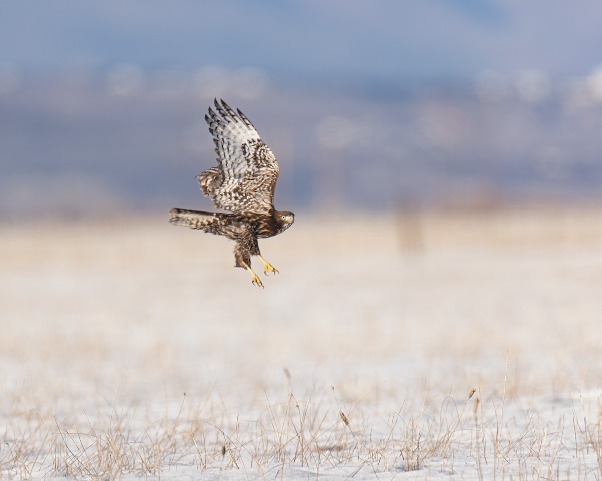 Red-tailed Hawk (Harlan's) - ML615257479