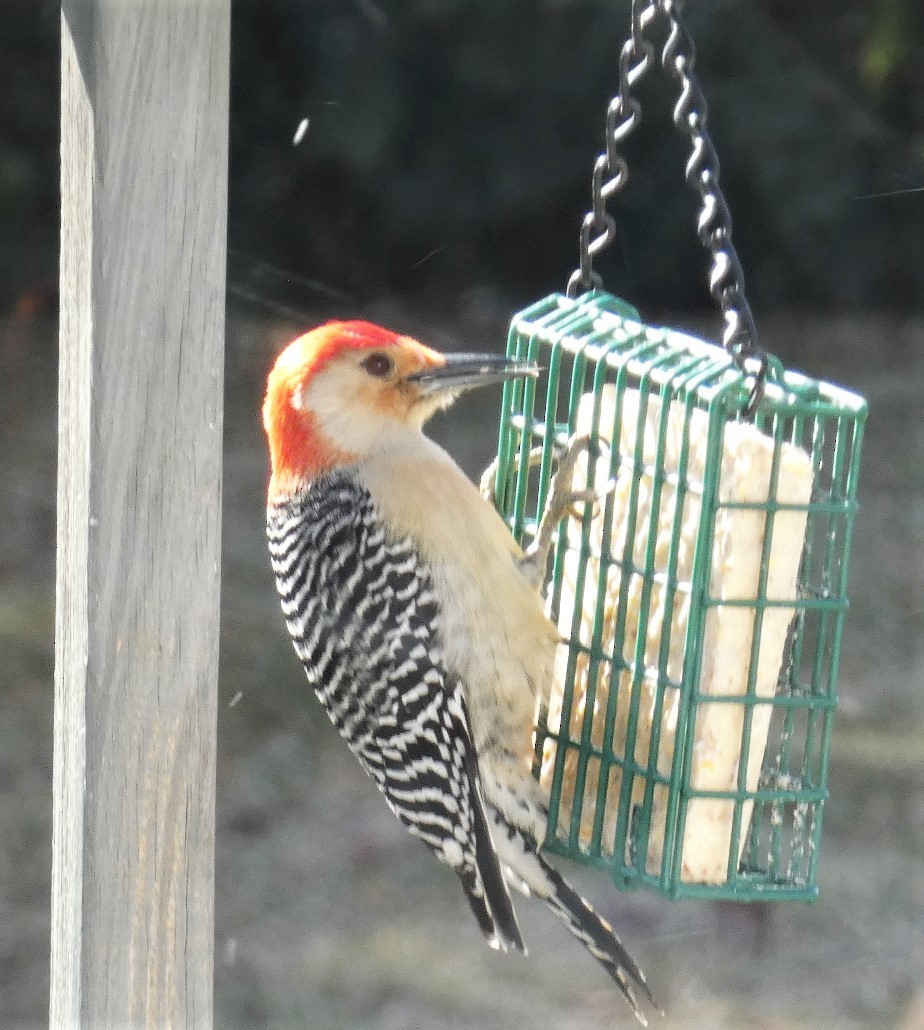 Red-bellied Woodpecker - ML615257859