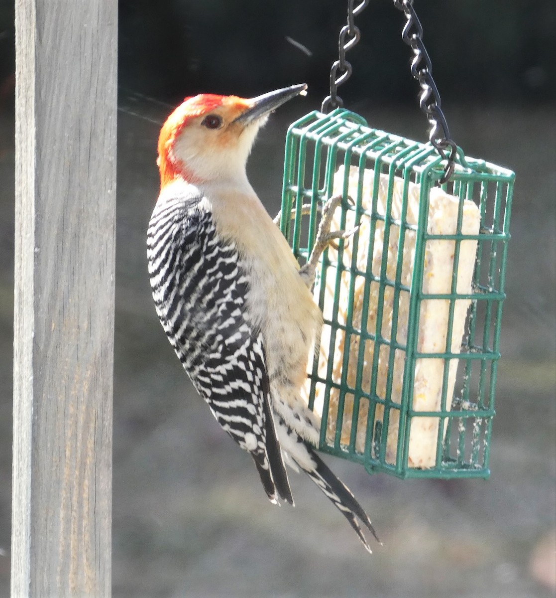 Red-bellied Woodpecker - ML615257860