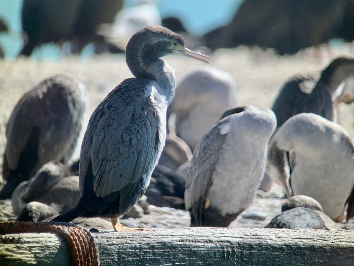 Spotted Shag - ML615257884