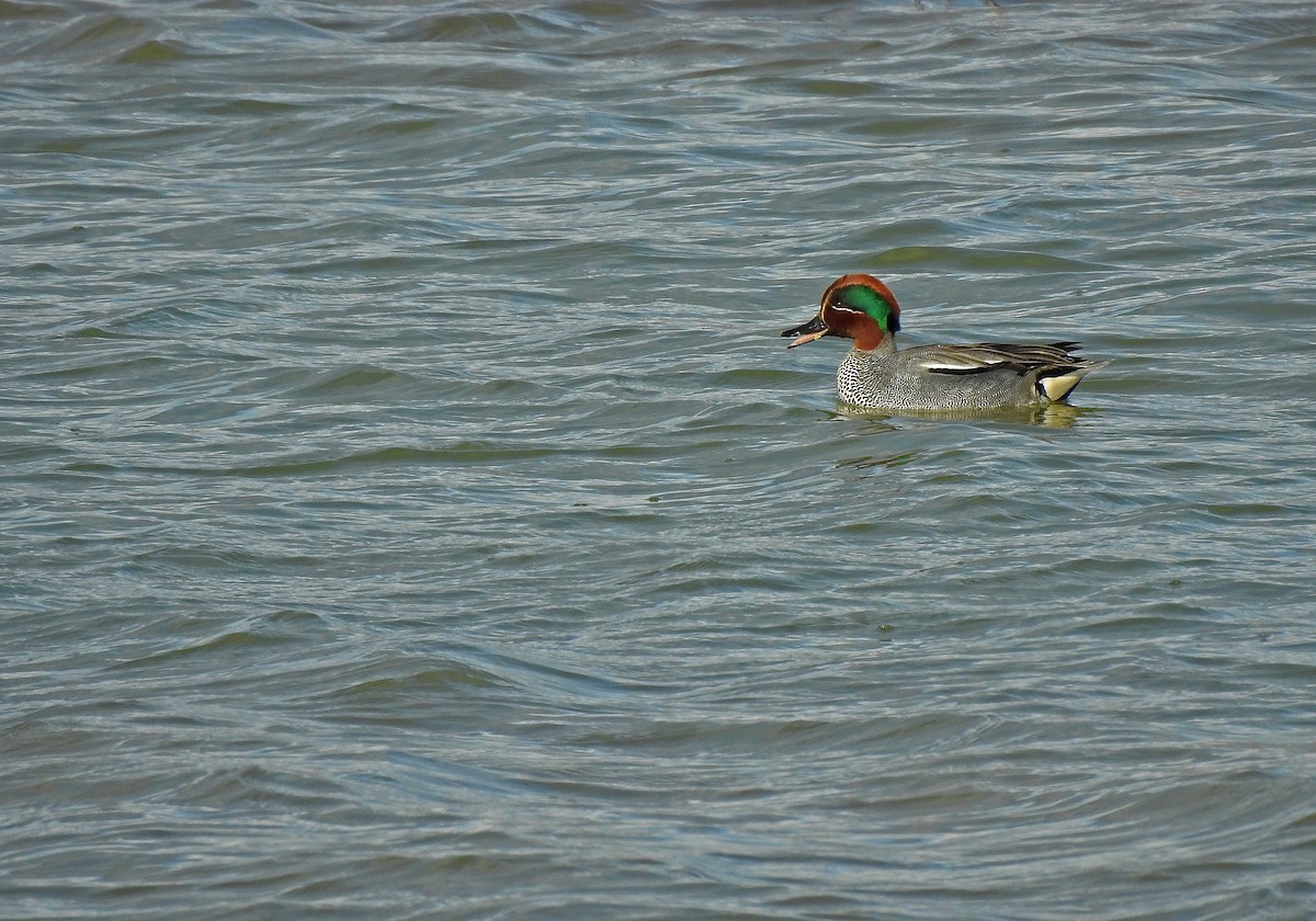 Green-winged Teal - ML615257953