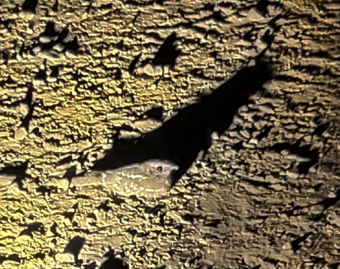 Nubiennachtschwalbe - ML615258007