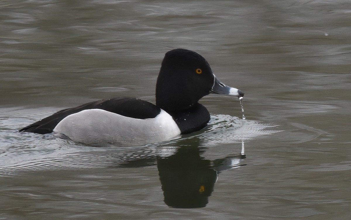 Ring-necked Duck - ML615258106