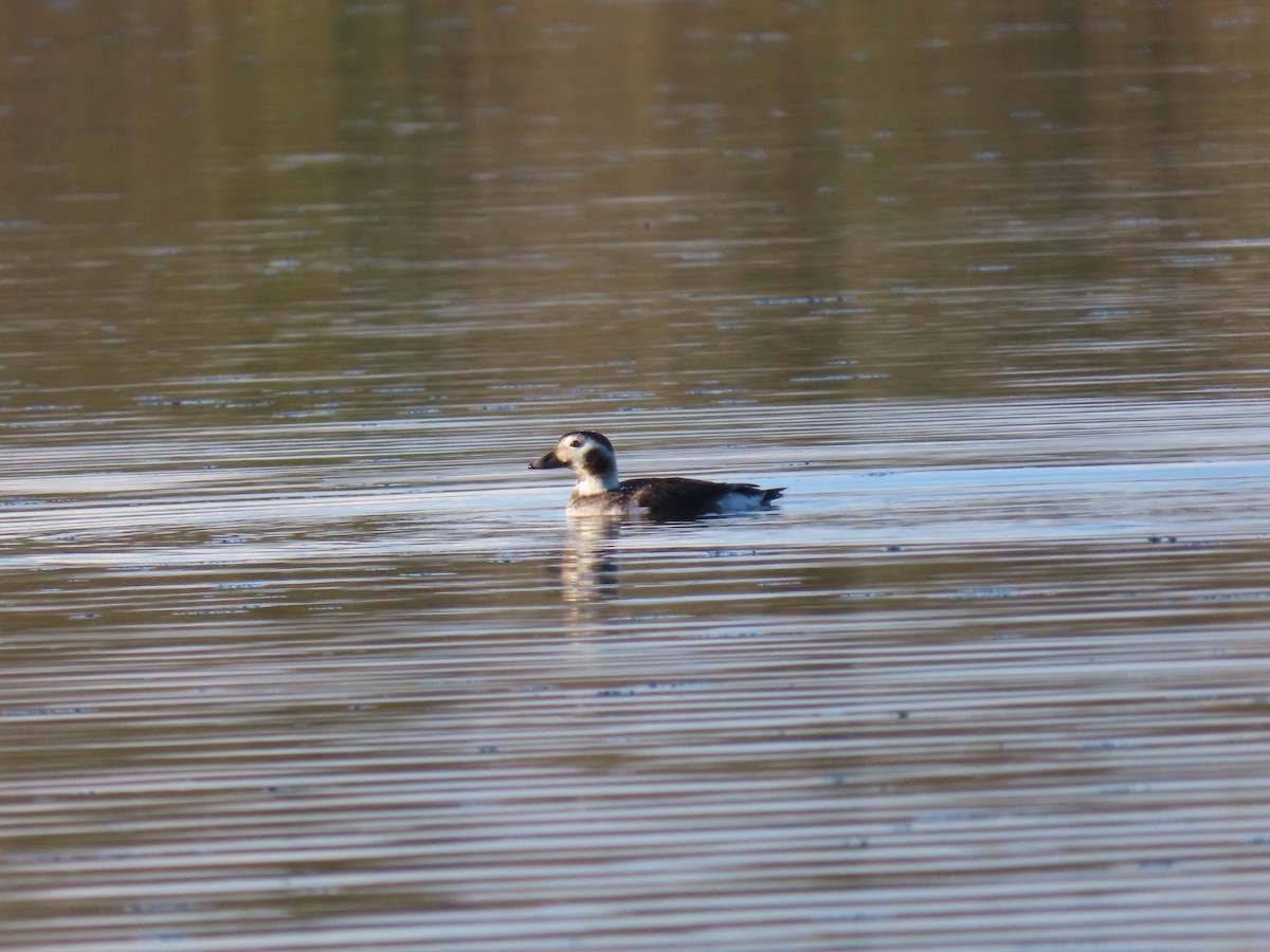 Long-tailed Duck - ML615258161