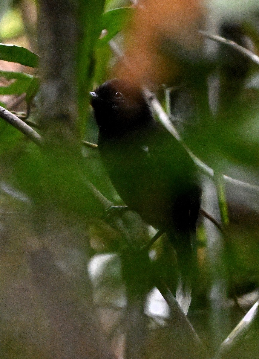 Band-tailed Antshrike - ML615258223