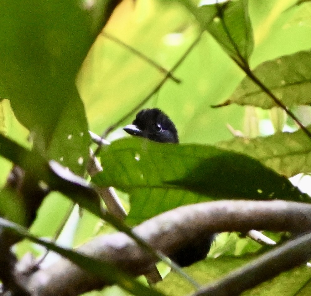 Band-tailed Antshrike - ML615258230