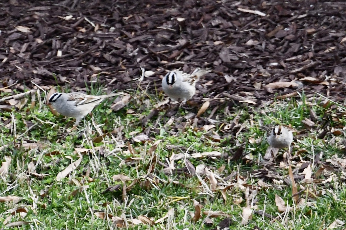 White-crowned Sparrow - ML615258385