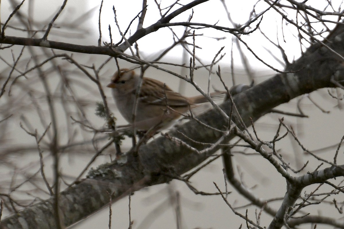 White-crowned Sparrow - ML615258386