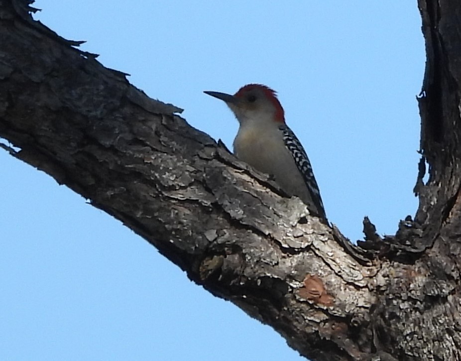 Red-bellied Woodpecker - ML615258486