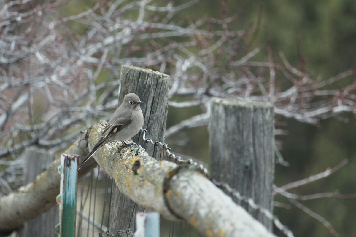 Townsend's Solitaire - ML615258530