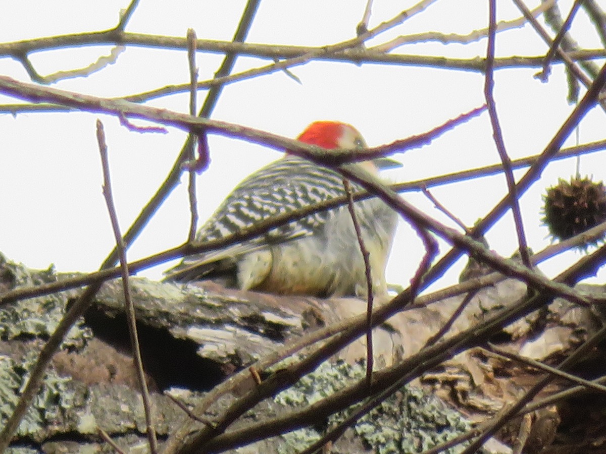 Red-bellied Woodpecker - ML615258533