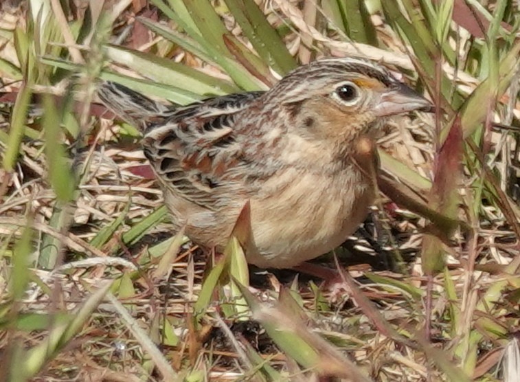 Grasshopper Sparrow - ML615258581
