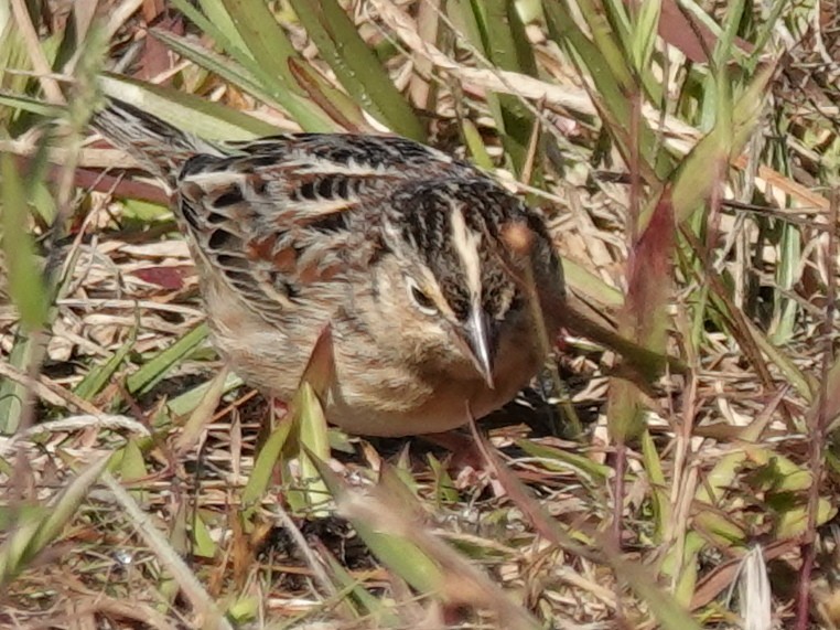 Grasshopper Sparrow - ML615258582