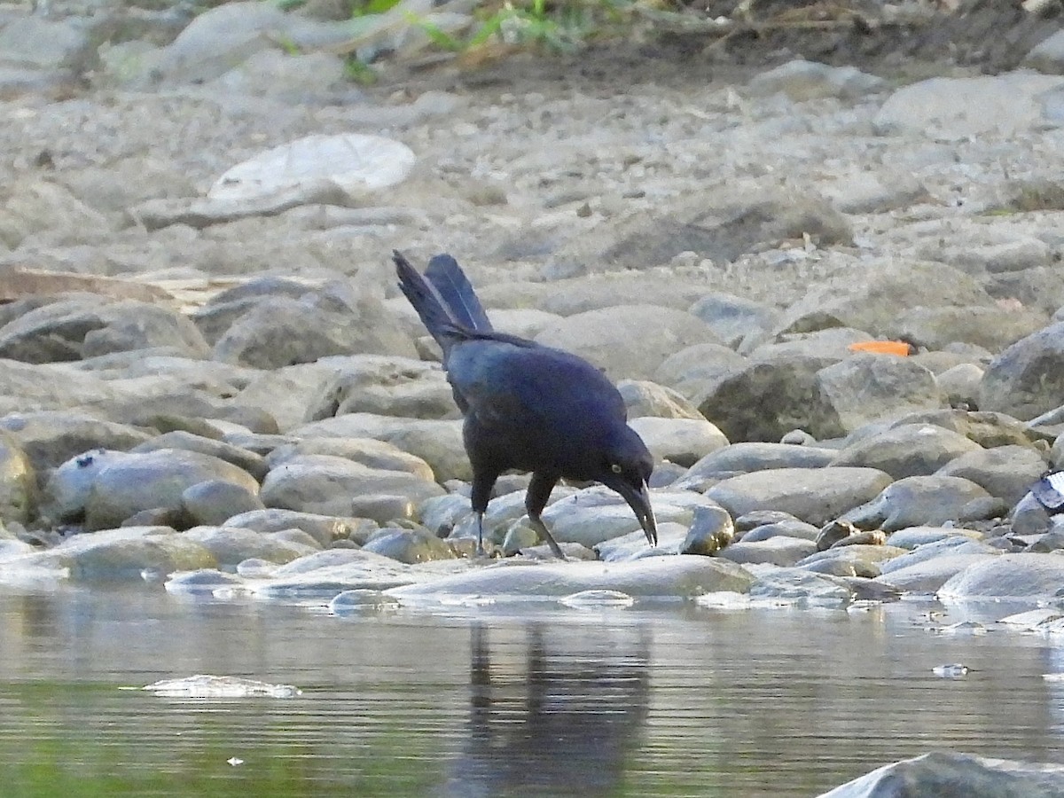Great-tailed Grackle - ML615258687