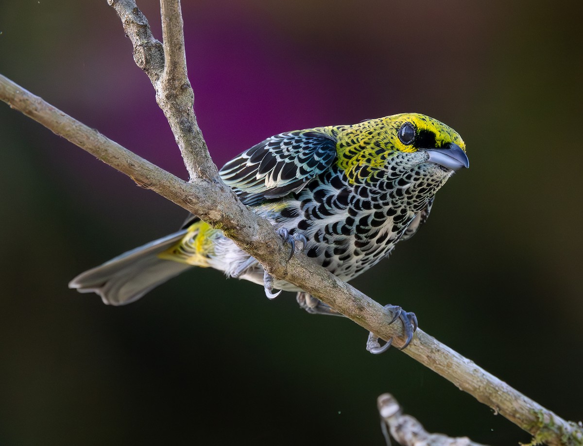 Speckled Tanager - ML615258688