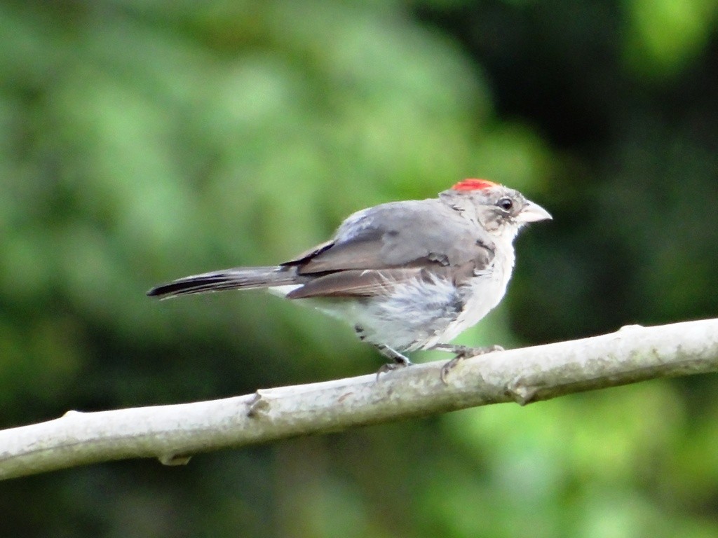 Pileated Finch - ML615258775