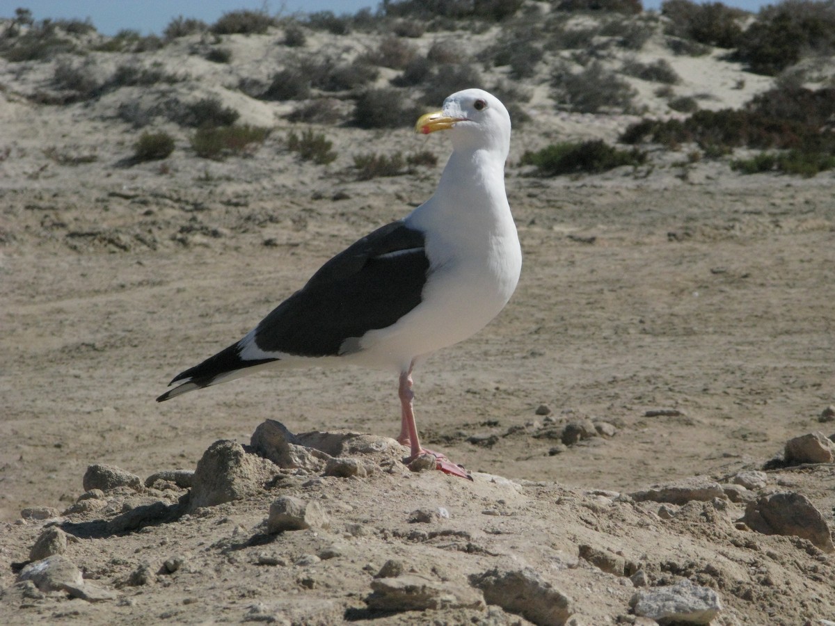 Yellow-footed Gull - ML615258802