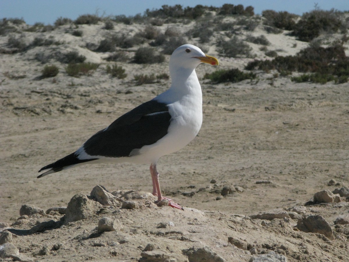 Yellow-footed Gull - ML615258803