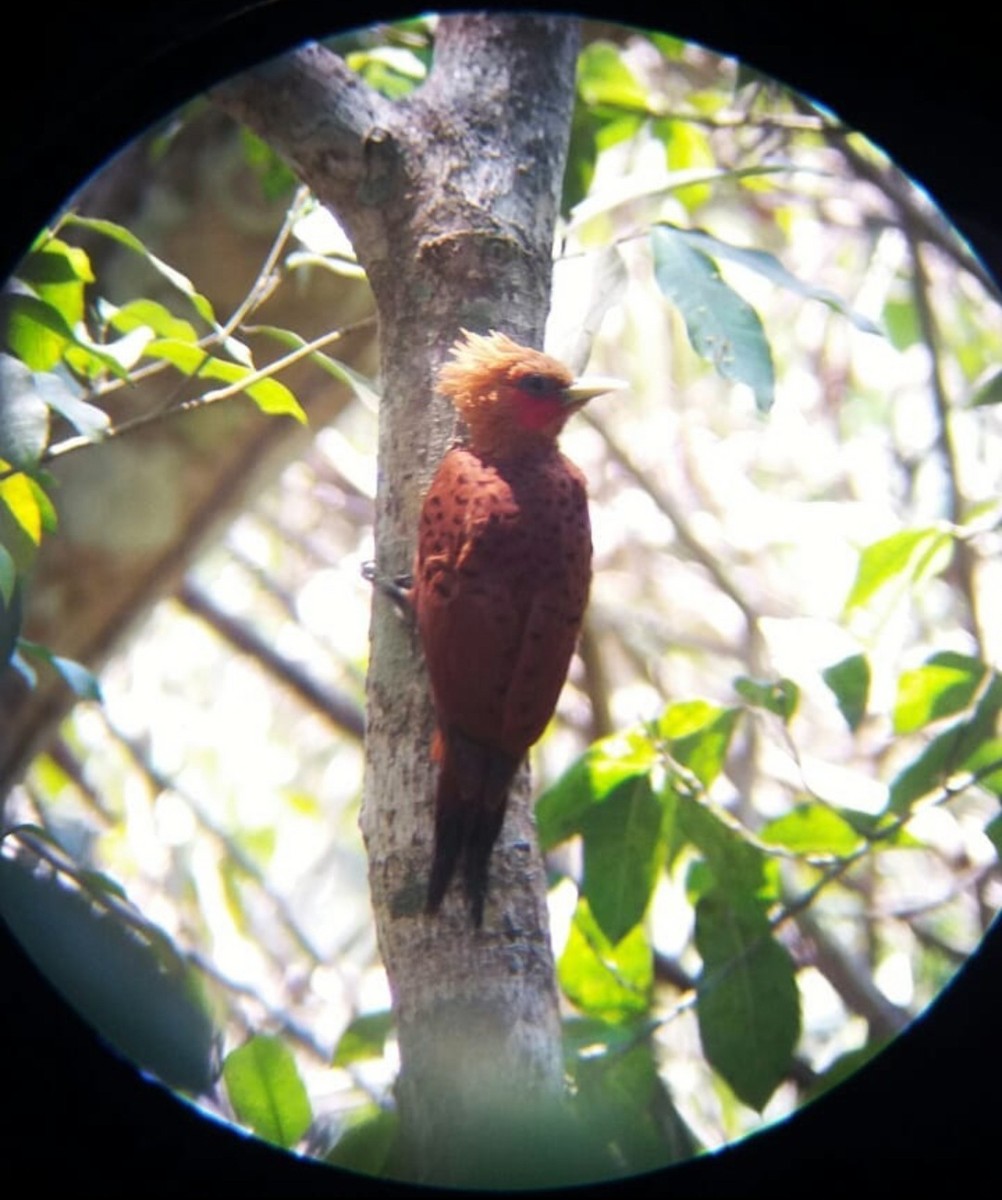 Chestnut-colored Woodpecker - ML615258862