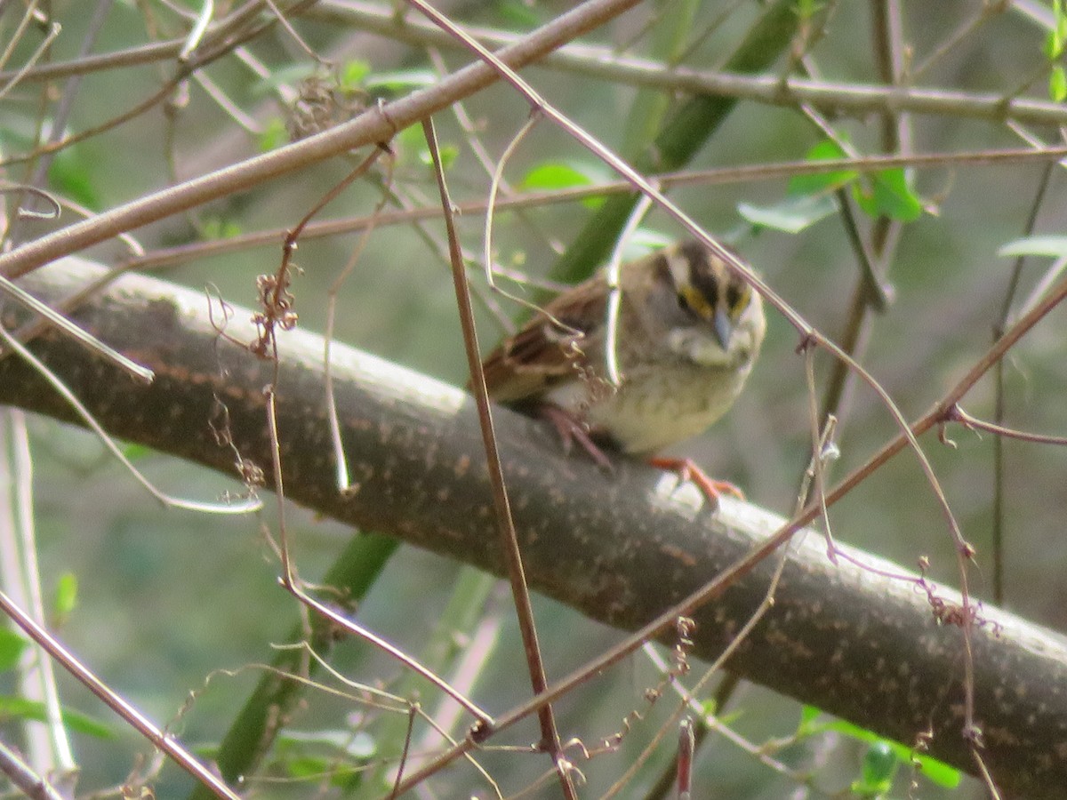 White-throated Sparrow - ML615258889