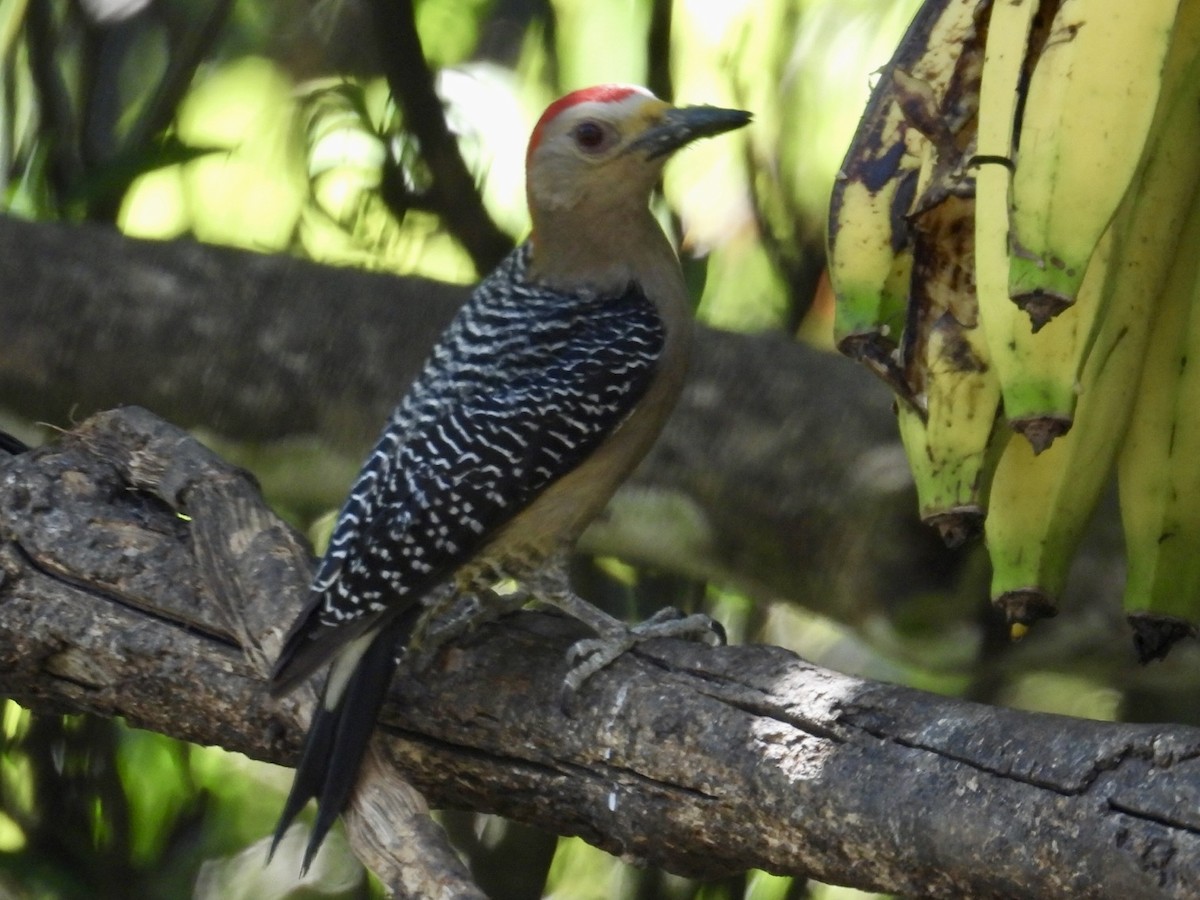 Golden-fronted Woodpecker - ML615258948
