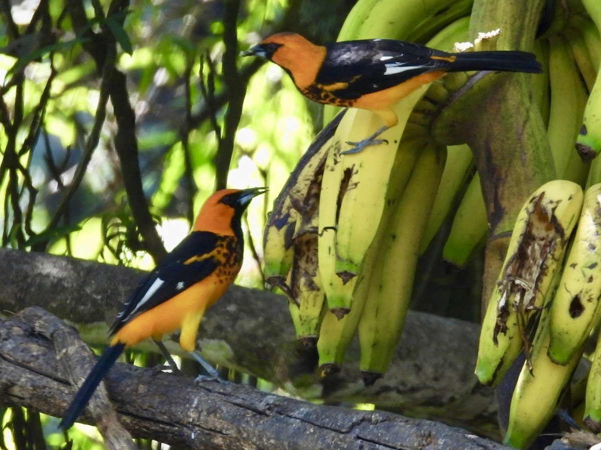 Spot-breasted Oriole - ML615258992