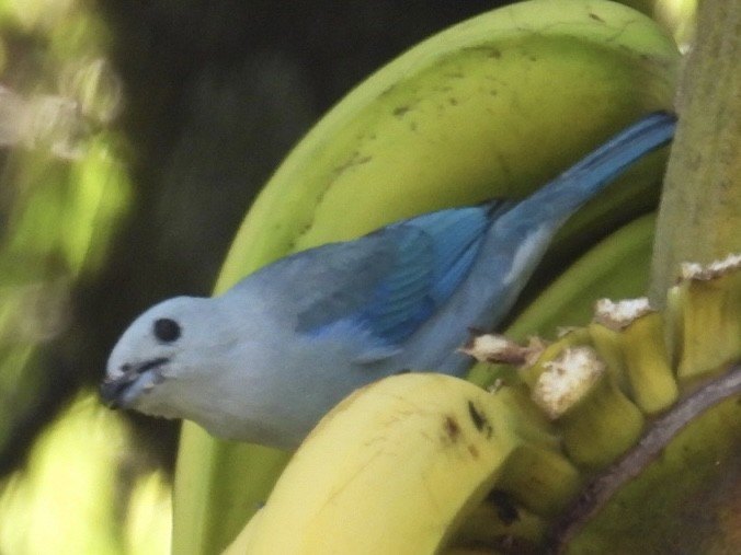 Blue-gray Tanager - ML615259019