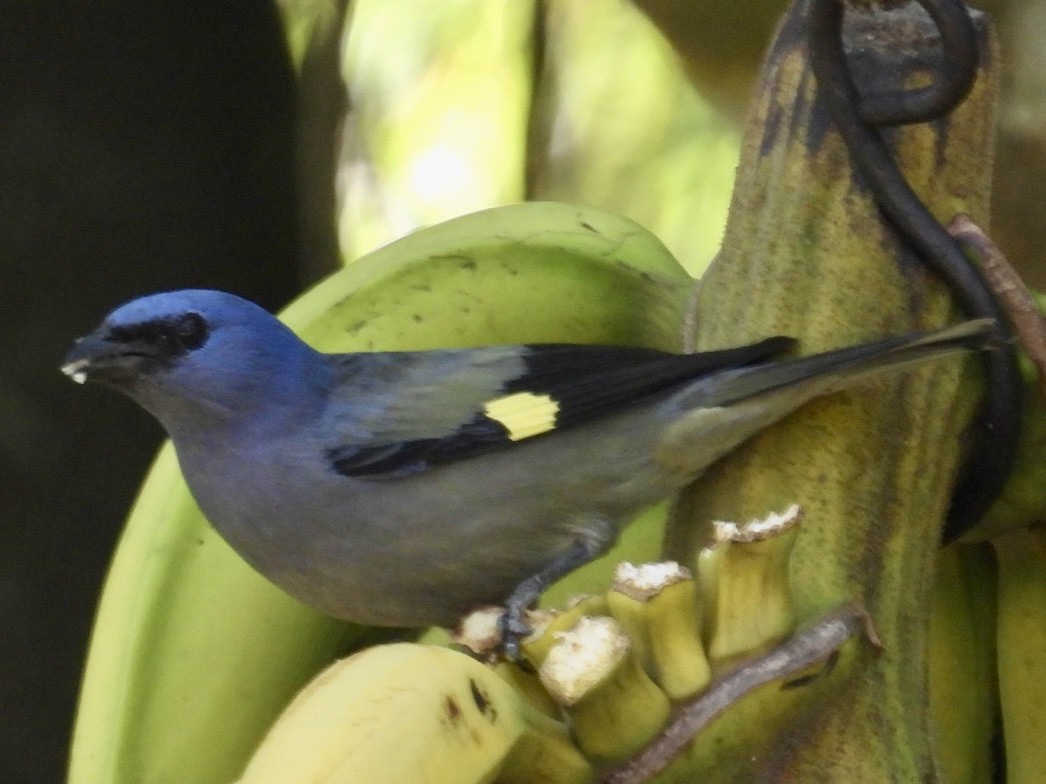 Yellow-winged Tanager - ML615259031