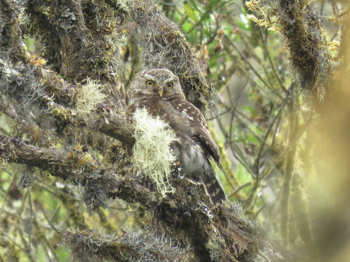 Andean Pygmy-Owl - ML615259063