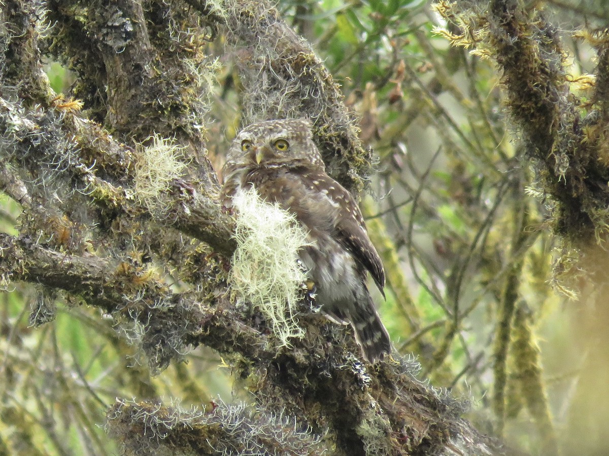 Andean Pygmy-Owl - ML615259064