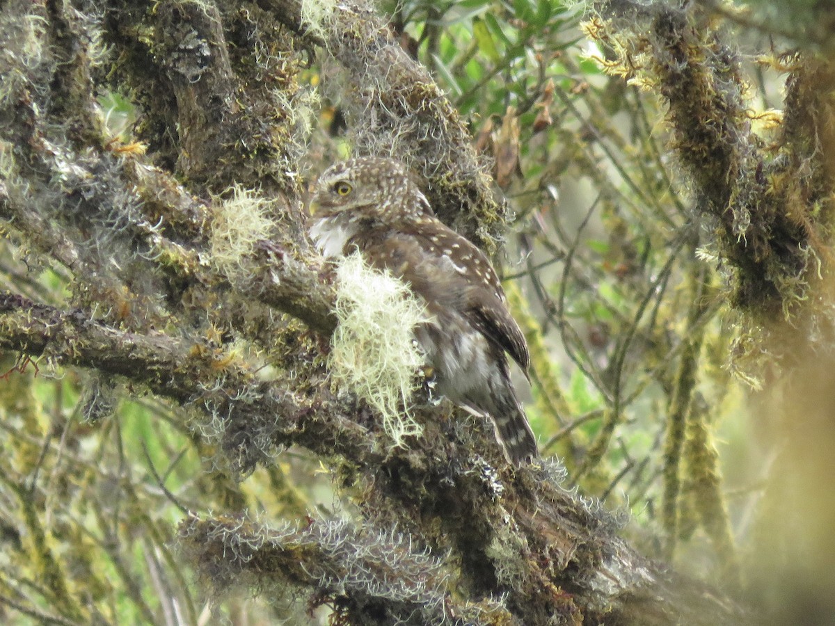 Andean Pygmy-Owl - ML615259065
