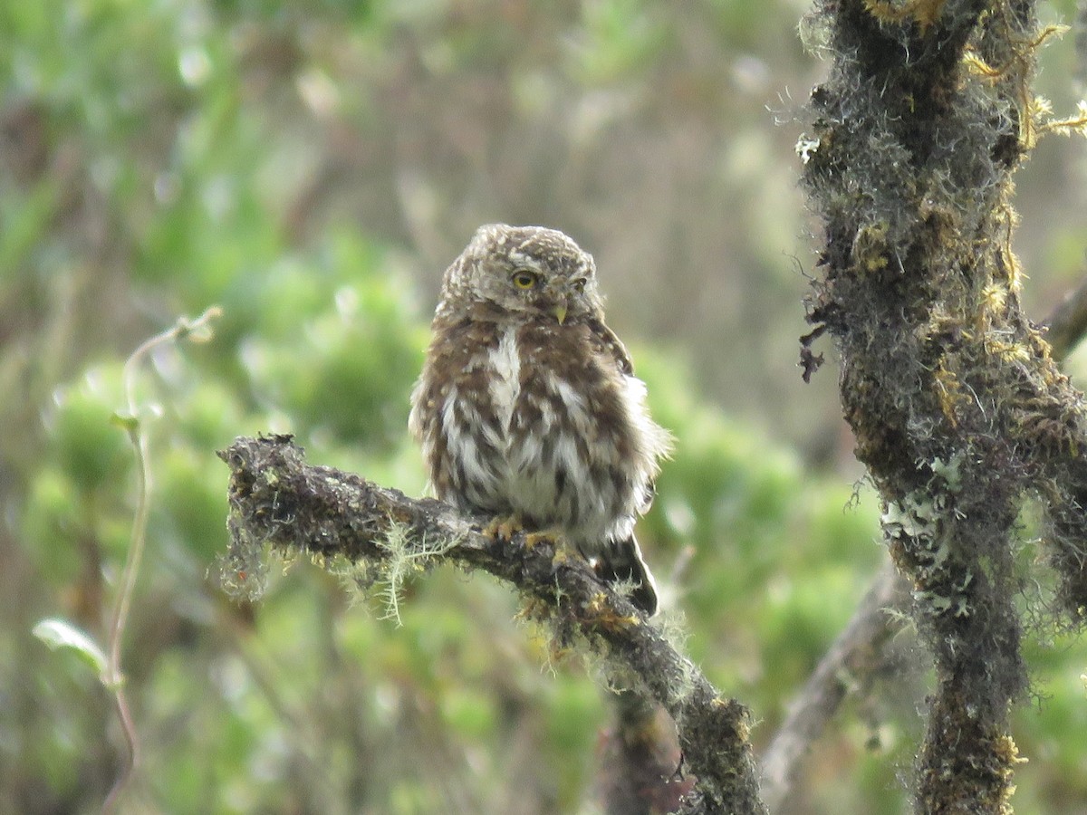 Andean Pygmy-Owl - ML615259078