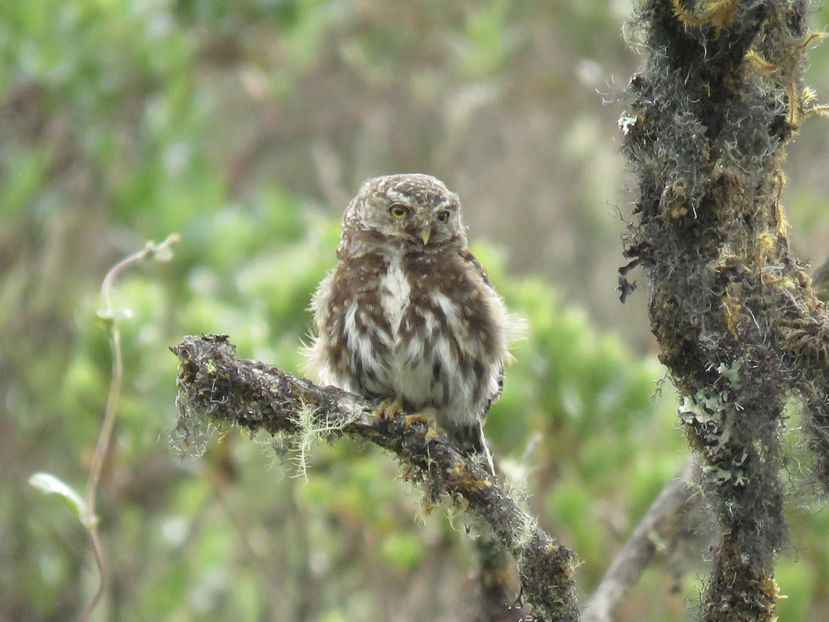 Andean Pygmy-Owl - ML615259079