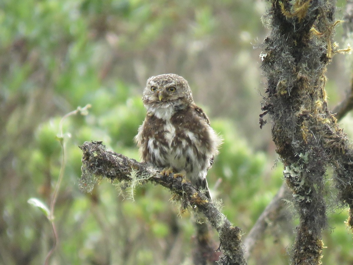 Andean Pygmy-Owl - ML615259080