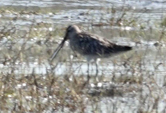 Asian Dowitcher - ML615259083