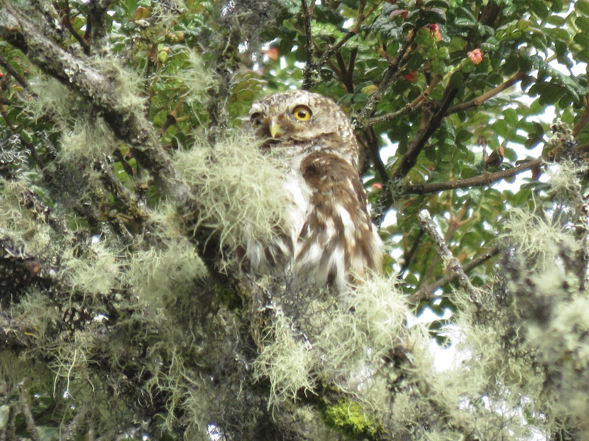 Andean Pygmy-Owl - ML615259099