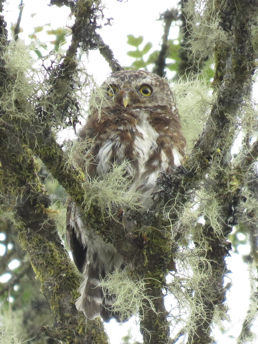 Andean Pygmy-Owl - ML615259130