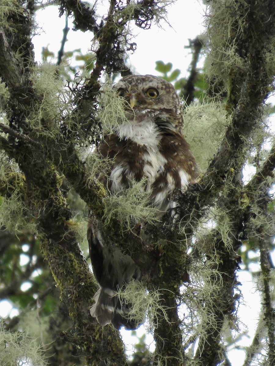 Andean Pygmy-Owl - ML615259131