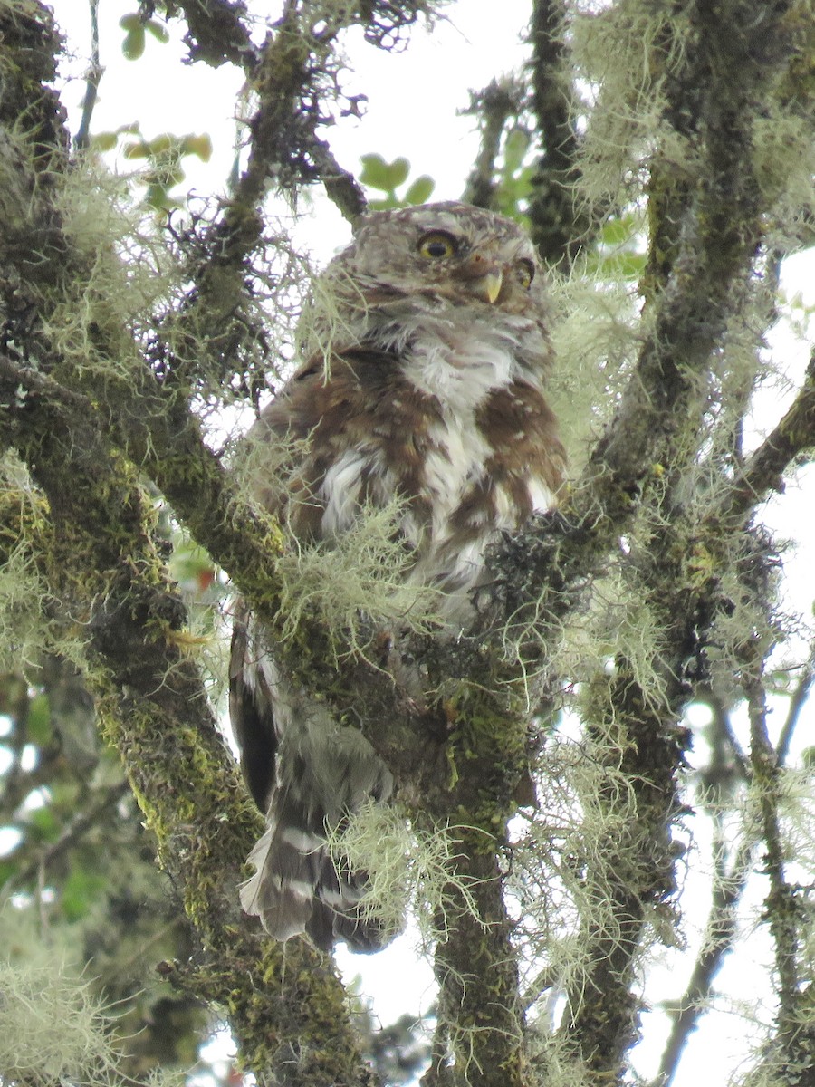 Andean Pygmy-Owl - ML615259132