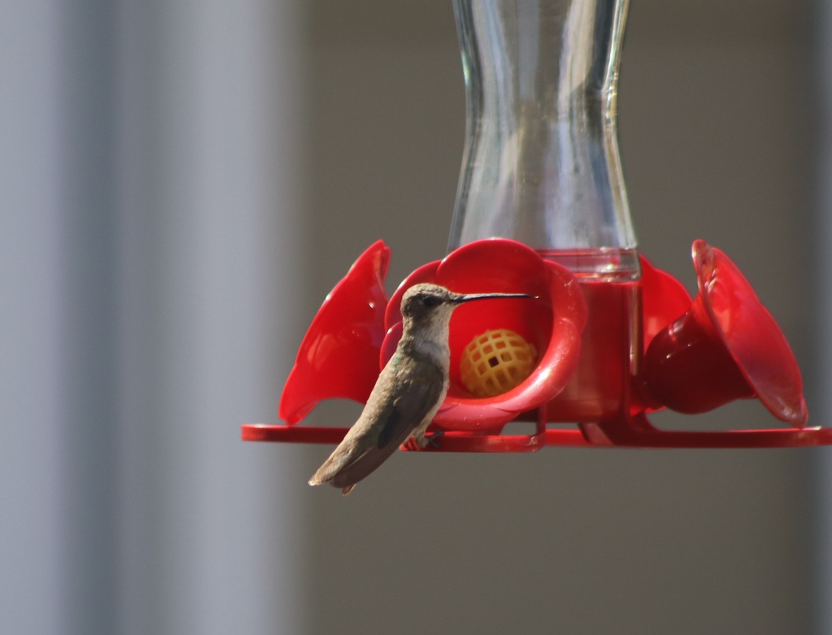 Black-chinned Hummingbird - ML615259172