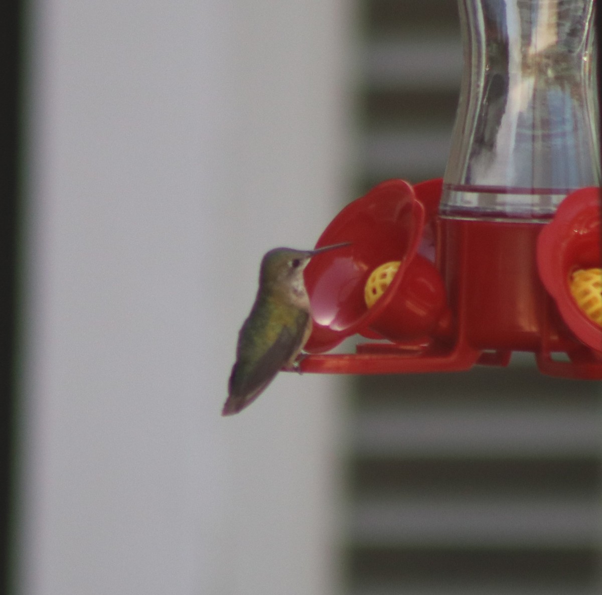 Calliope Hummingbird - ML615259198
