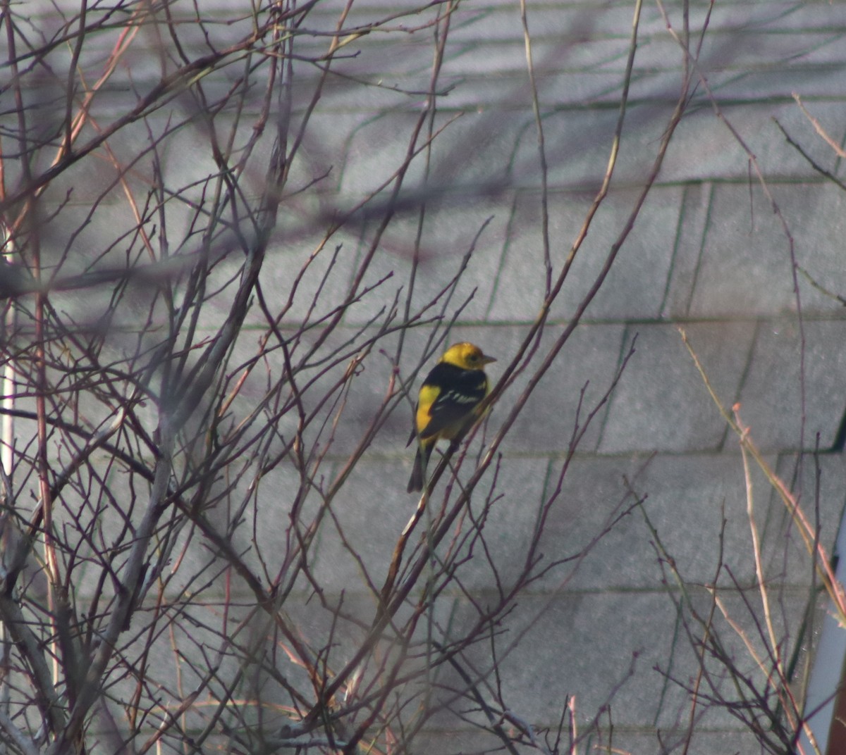 Western Tanager - ML615259220