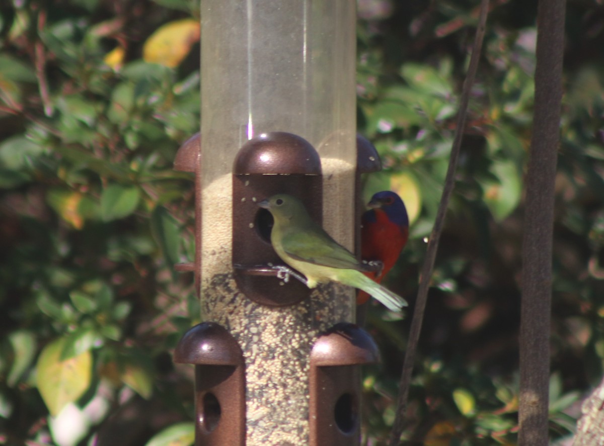 Painted Bunting - ML615259230