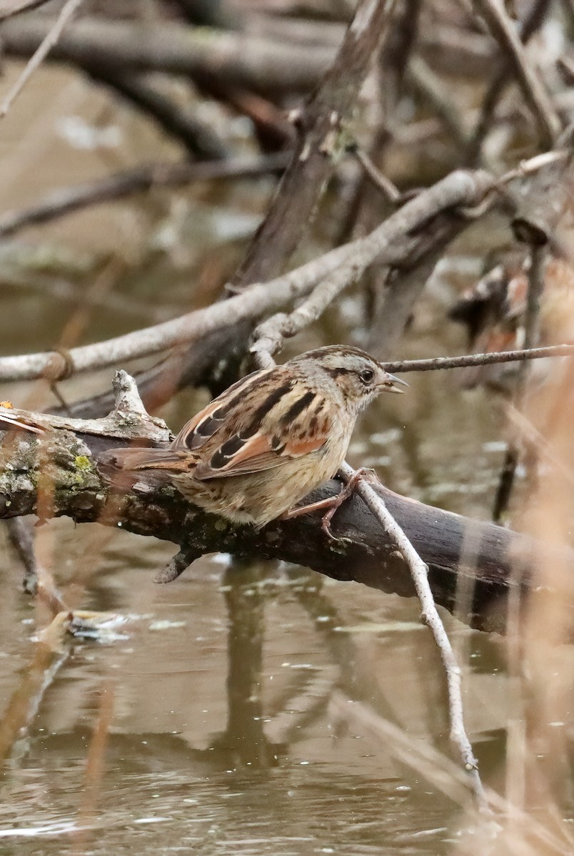 Swamp Sparrow - ML615259297